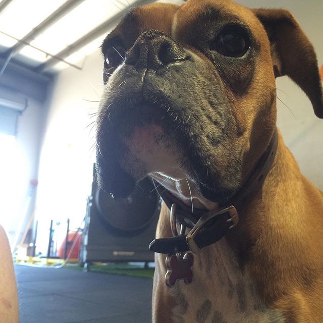 Because who doesn’t love dogs? to Dixie, the at the first @hiddenalleycrossfit box. Did you know that Gio started out in a shared 1200sf facility? After 1 year he moved into the first home of Hidden Alley CrossFit. A year and a half later HAC moved into its now 4600sf facility. Time flies, but not a moment at this gym hasn’t been treasured