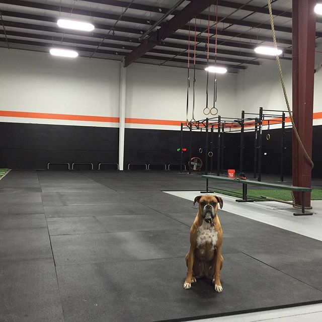 Throwback to our first week in HAC’s second location. Some people have stayed with us, others have moved on. But each and every person that has walked through this door has made our community stronger and tighter. Hidden Alley CrossFit is thankful for ALL of you!! You just can’t replicate what has happened in this gym. ⠀
*Ohh, and there’s Dixie too… cause dogs are better than most people